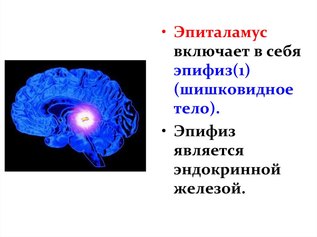 Шишковидная железа книга. Шишковидная железа эпиталамуса. Эпиталамус и эпифиз. Эпифиз к эпиталамусу. Эпиталамус эпифиз функции.