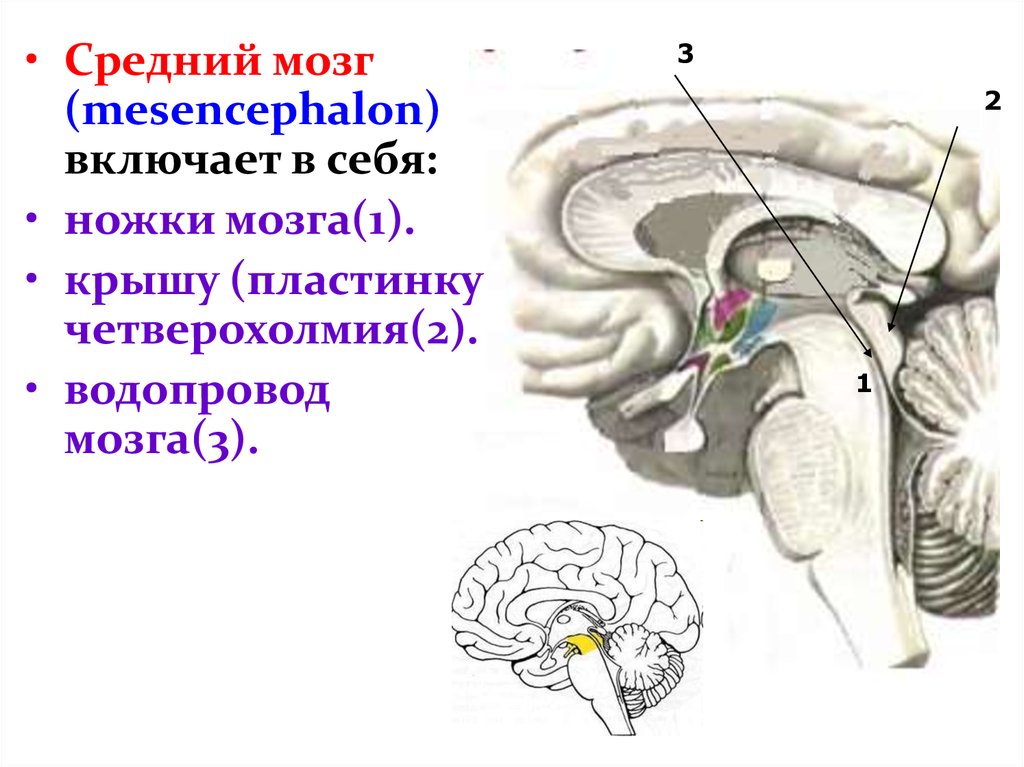 Ножки мозга отдел. Пластинка четверохолмия состоит из промежуточный мозг. Функции пластинки крыши среднего мозга. Средний мозг пластинка четверохолмия. Крыша среднего мозга (пластинка четверохолмия).