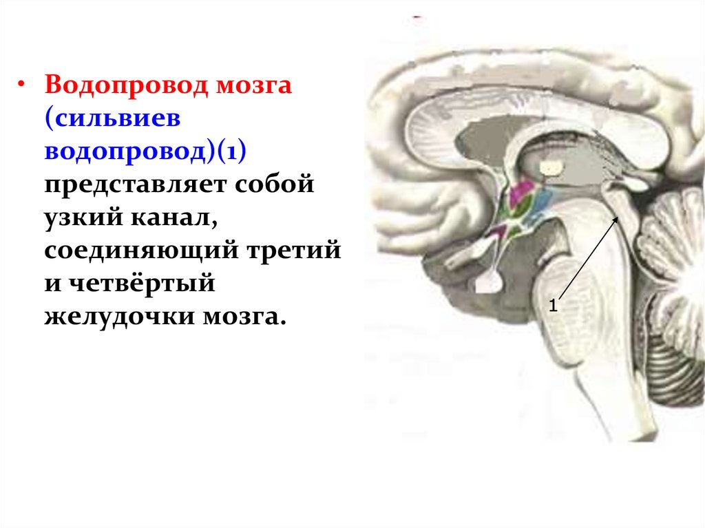 Желудочки среднего мозга. СИЛЬВИЕВ водопровод 4 желудочек. Средний мозг водопровод мозга анатомия. Средний мозг СИЛЬВИЕВ водопровод. Водопровод среднего мозга соединяет желудочки.