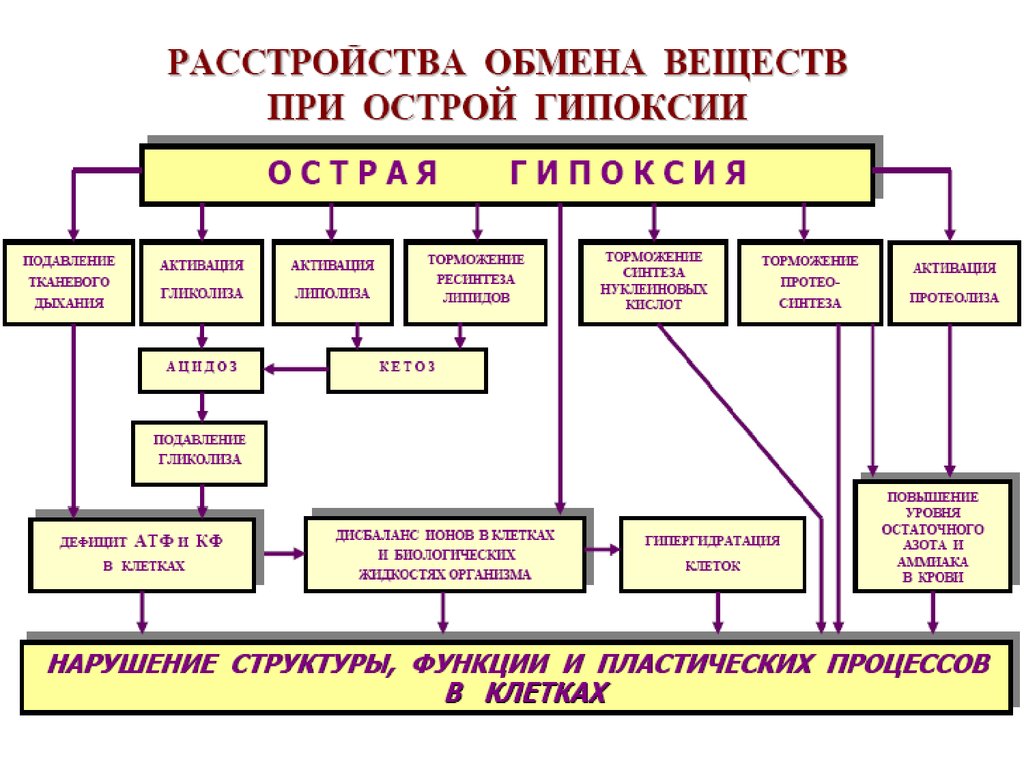 Изменения обмена веществ и энергии при гипоксии презентация