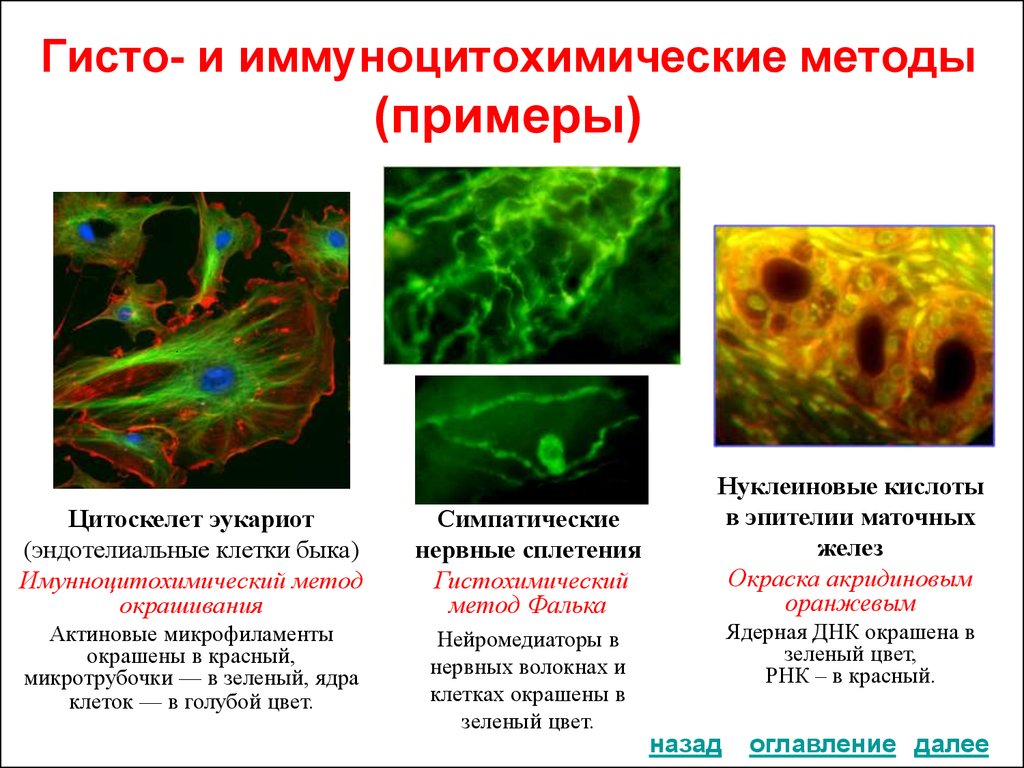 Методы цитологии. Метод фиксации и окраски в цитологии. Иммуноцитохимический метод исследования. Метода окраски в цитологии. Методы исследования иммуноцитохимические цитологические.