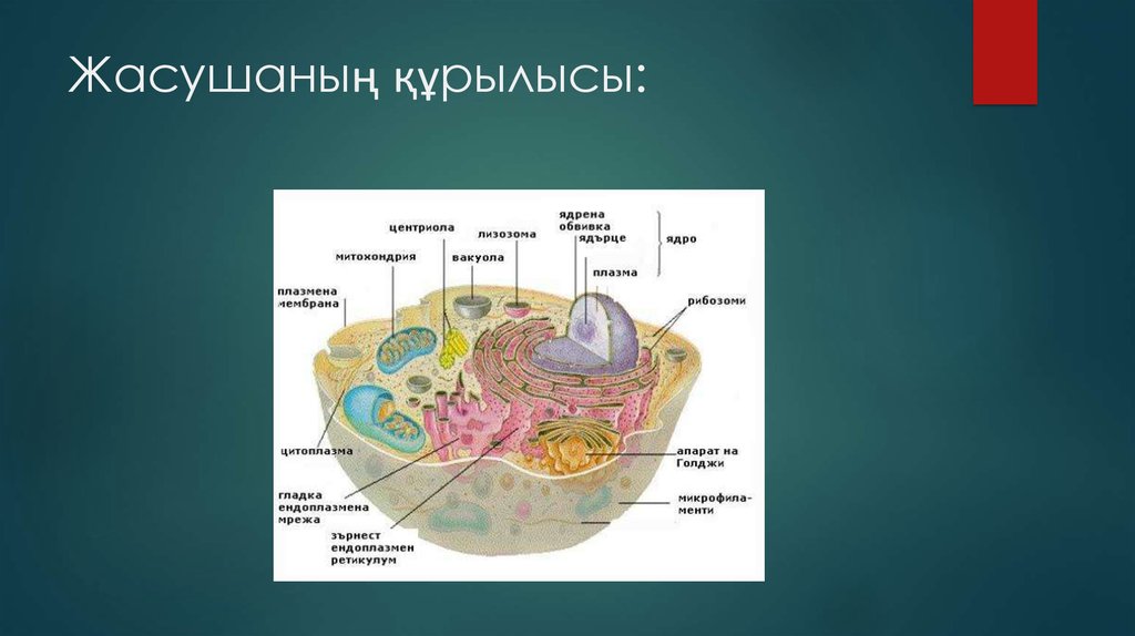 Жасушаның құрылысы фото