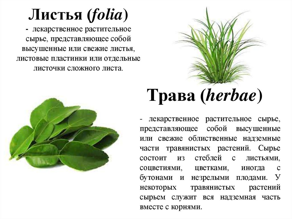 Листья (folia) - лекарственное растительное сырье, представляющее собой высушенные или свежие листья, листовые пластинки или