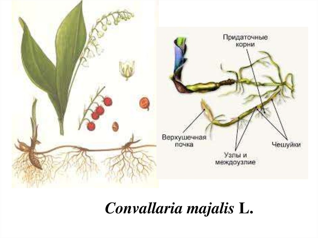 Растения имеющие корневище. Строение корневища ландыша. Верхушечная почка корневища. Корневища ландыша узлы и почки. Почки на корнях ландыша.