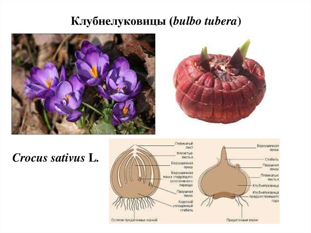 Клубнелуковица. Клубнелуковица гладиолуса строение. Клубнелуковица крокуса строение. Строение луковицы гладиолуса. Строение луковицы и клубнелуковицы.