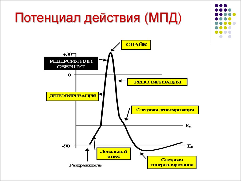 Реверсия. График потенциала действия. Стадии потенциала действия. Спайк потенциал действия. Графическое изображение потенциала действия.