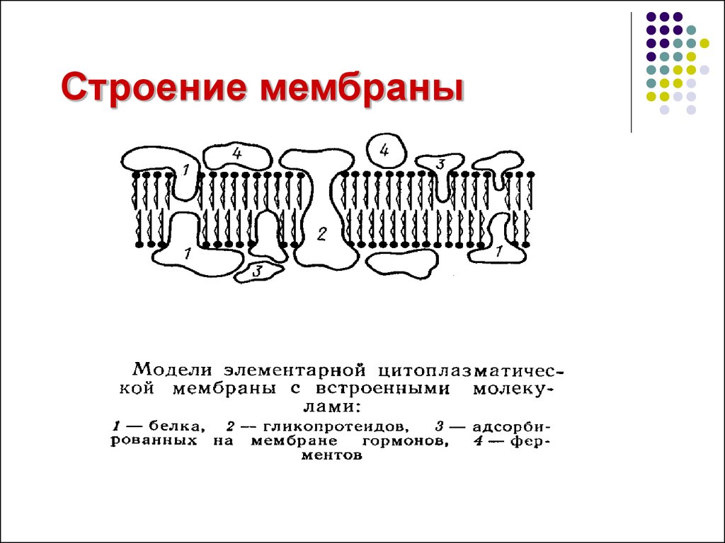 Строение мембраны. Схема строения биологической мембраны. Строение биологической мембраны рисунок. Схема строения клеточной мембраны. Схема биологической мембраны клетки.