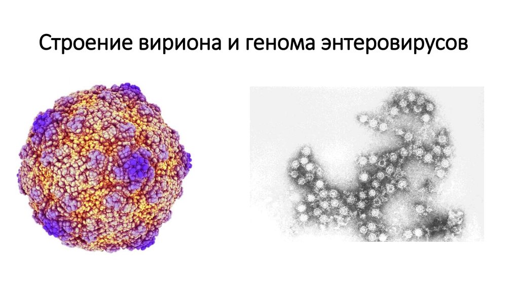 Вирус коксаки рисунок