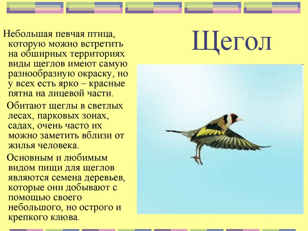 Краткое сообщение о птицах. Описание птиц. Сообщение о птицах. Краткая информация о Щегле. Певчие птицы щегол.