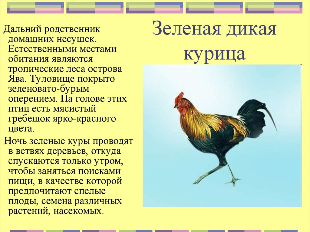 5 букв кур. Курица местообитание. Среда обитания курицы. Отряд куриные место обитания. Место обитания куриных птиц.