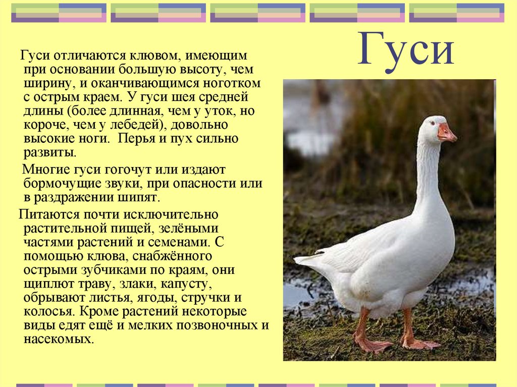 Утка краткое описание. Домашние утки и гуси. Гусь и утка отличия. Гуси гогочут. Отличие гуся от утки.