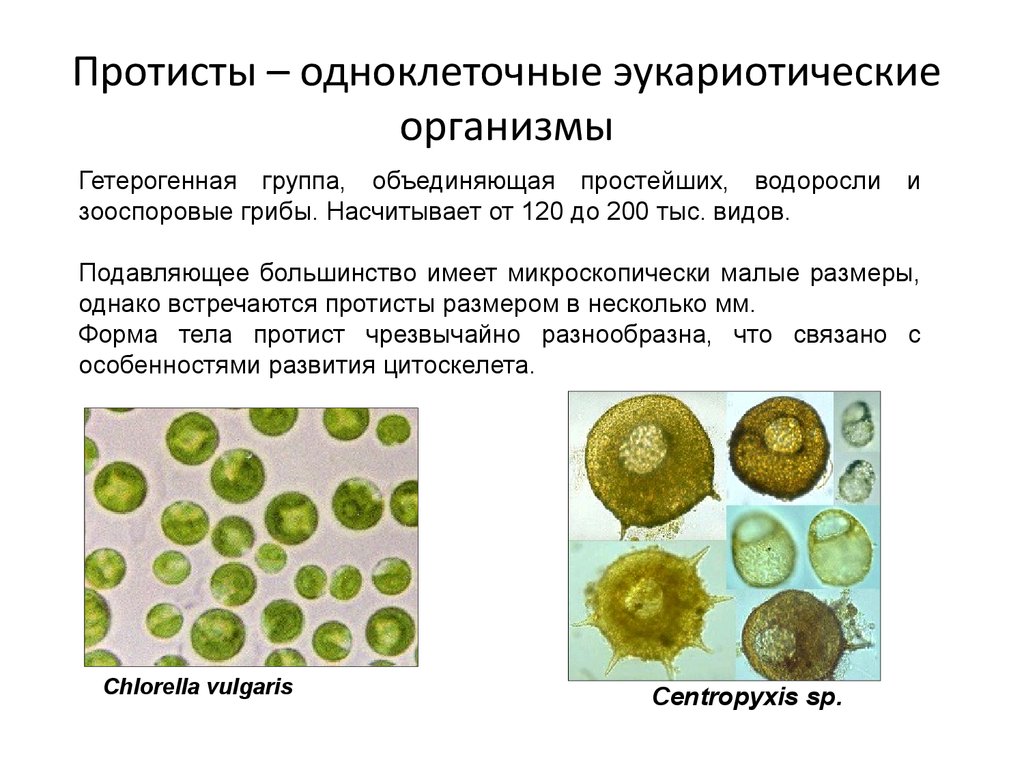 Группы организмов простейшие. Эукариотические одноклеточные организмы. Протисты. Протисты это в биологии. Простейшие одноклеточные организмы.