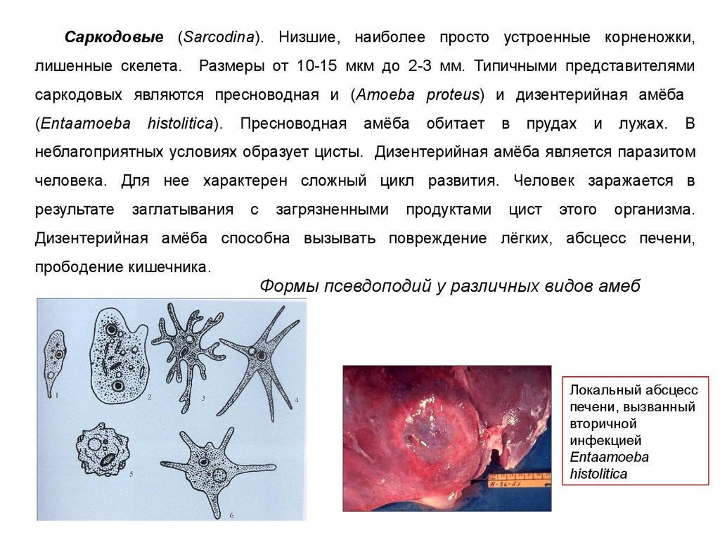 Значения простейших в природе и жизни человека. Органы чувств у саркодовых. Жизненный цикл саркодовых. Роль в природе саркодовых. Роль саркодовых в природе и жизни человека.