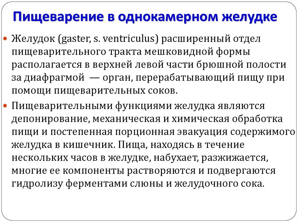 Особенности желудка. Пищеварение в однокамерном желудке. Пищеварение в однокамерном желудке кратко. Пищеварение в однокамерном желудке у животных. Сложные однокамерные желудки пищеварения.