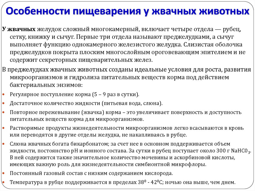 Особенности желудка. Особенности переваривания белков и углеводов у жвачных животных. Особенности пищеварения в преджелудках жвачных. Особенности пищеварения углеводов у жвачных животных. Особенности желудочного пищеварения у жвачных животных.