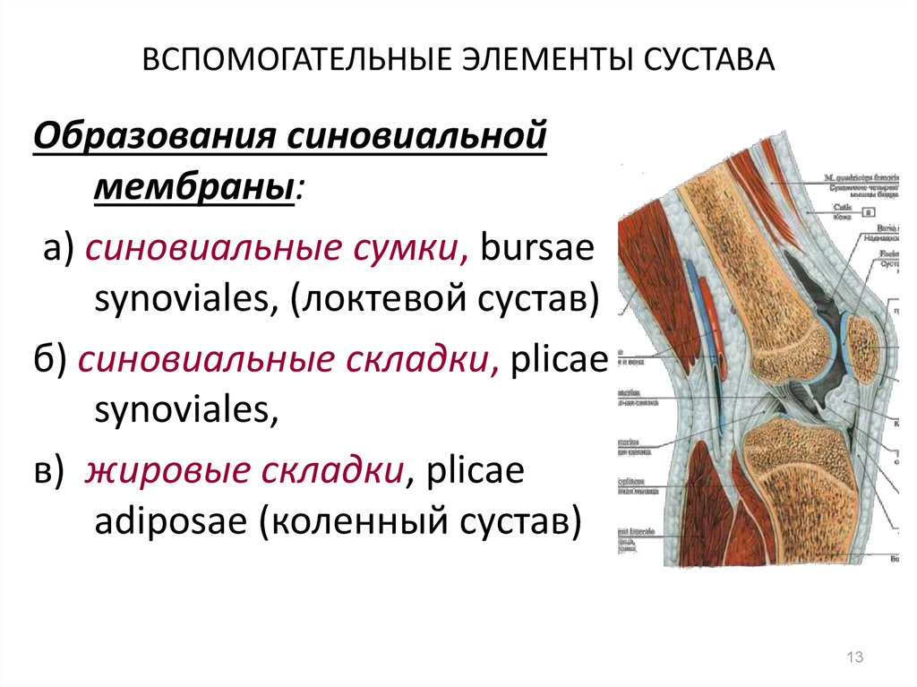 Основные элементы сустава. Вспомогательные элементы коленного сустава. Перечислите вспомогательные элементы коленного сустава.. Суставы. Основные и вспомогательные элементы суставов. Анатомия. Строение сустава основные и вспомогательные элементы сустава.