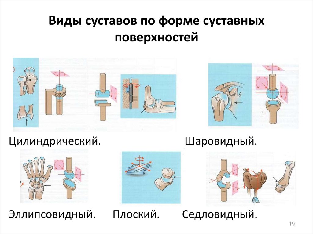 Классификация суставов схема