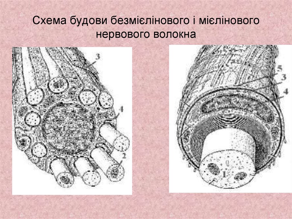 Строение нервного волокна рисунок