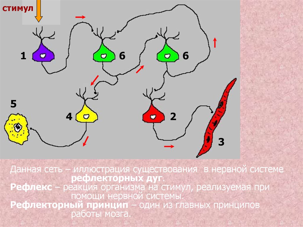 Данная сеть. Нервная система стимул. Типы стимулов в нервной система. Реализуется с помощью нервов.