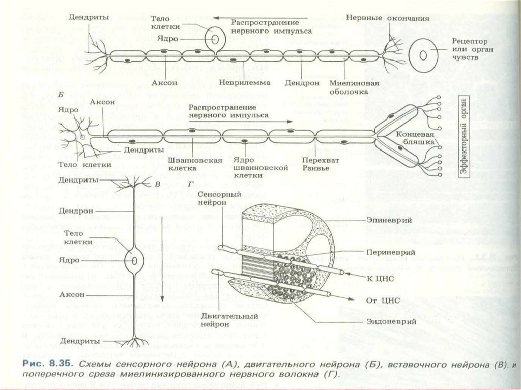 Последовательность нейронов. Последовательность распространения нервного импульса. Распространение нервного импульса по дендриту. Схема вставочного нейрона и поперечного среза. Экранирование распространения нервного импульса.