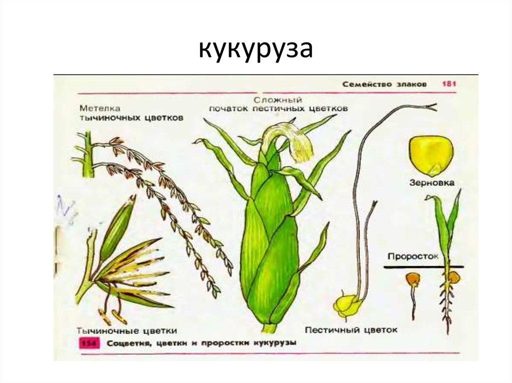 Формула цветка и диаграмма злаковых