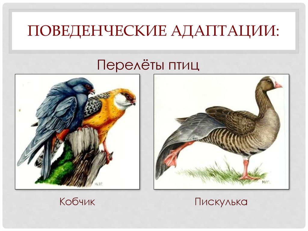 Поведенческие адаптации человека примеры. Поведенческие адаптации. Адаптация птиц. Поведенческие адаптации примеры. Примеры адаптации птиц.