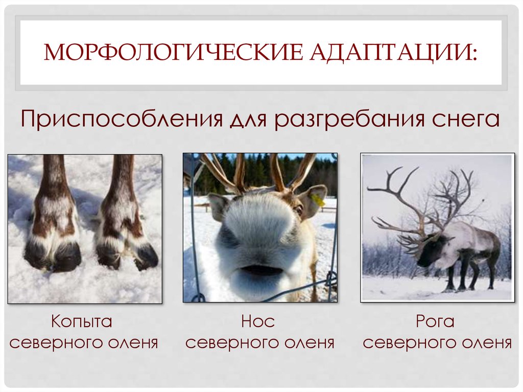 Северный олень приспособленность к среде обитания