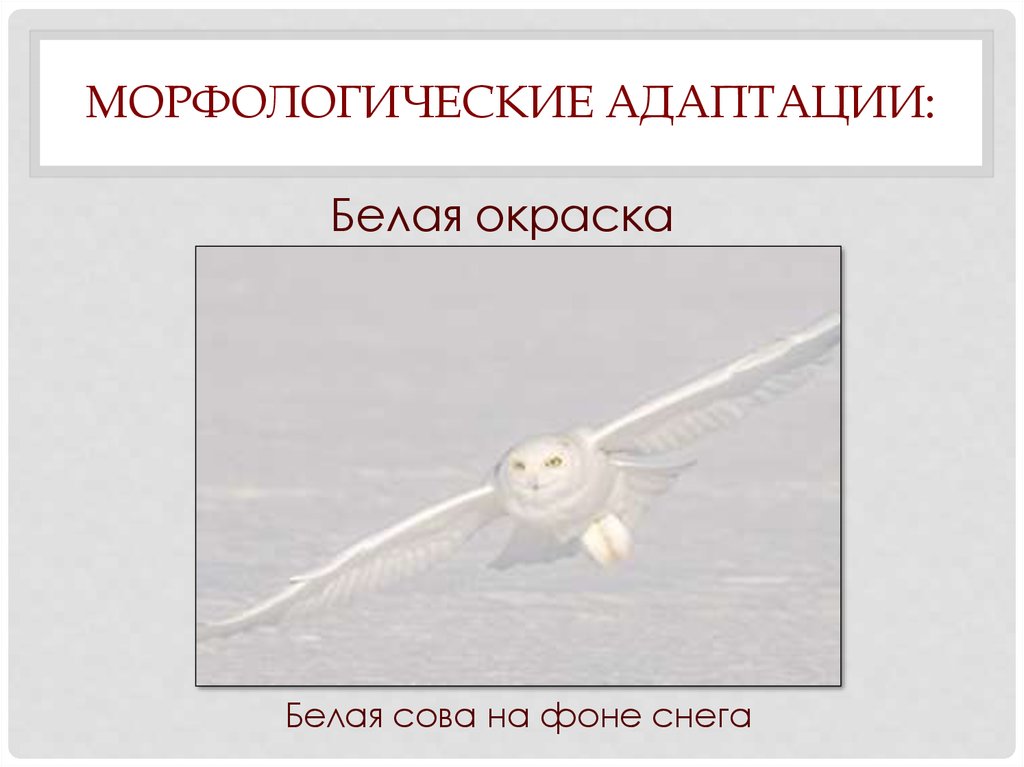 Морфологические адаптации: