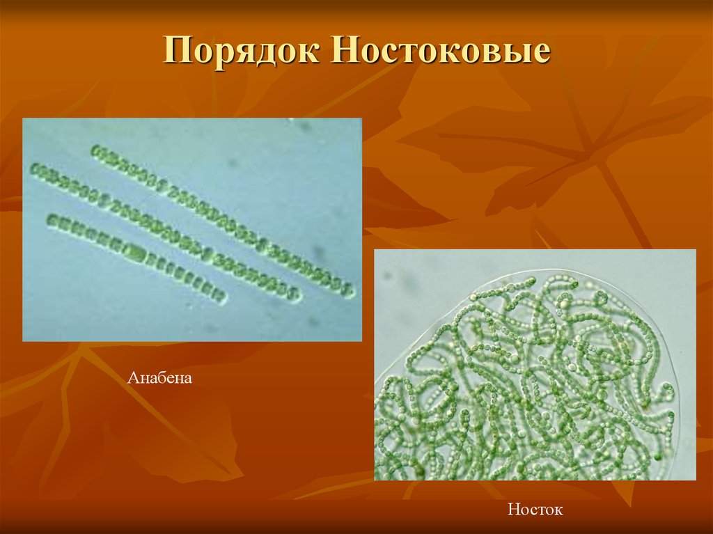 Спиралевидный хроматофор цианобактерии