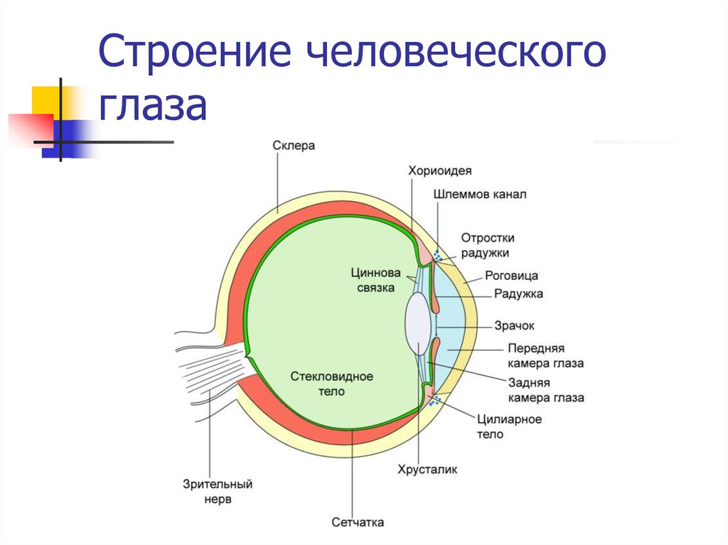 На рисунке 8 изображена схема устройства глаза какой