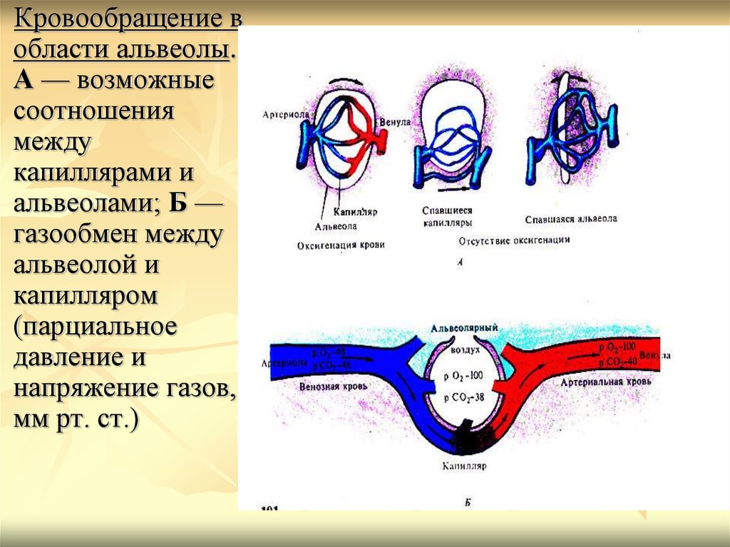 Кровообращение в капиллярах. Газообмен между альвеолой и капилляром. Типы газообмена. Газообмен между альвеолами и кровью венозной. Газообмен между артериальной кровью и тканями.