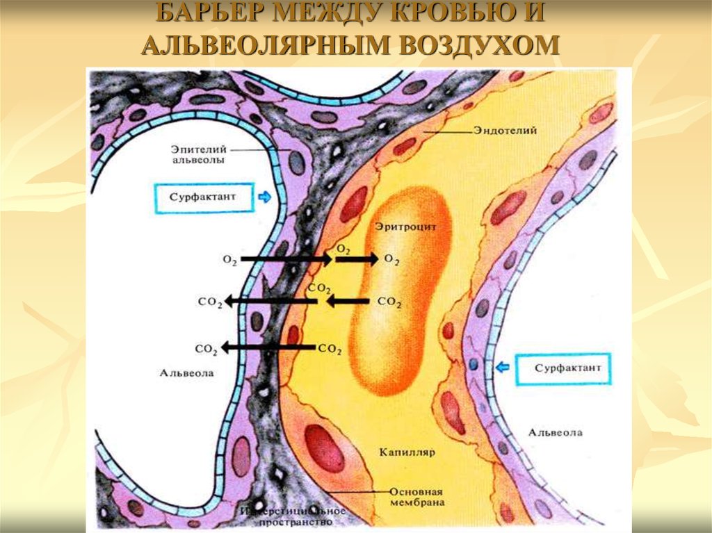 Аэрогематический барьер схема