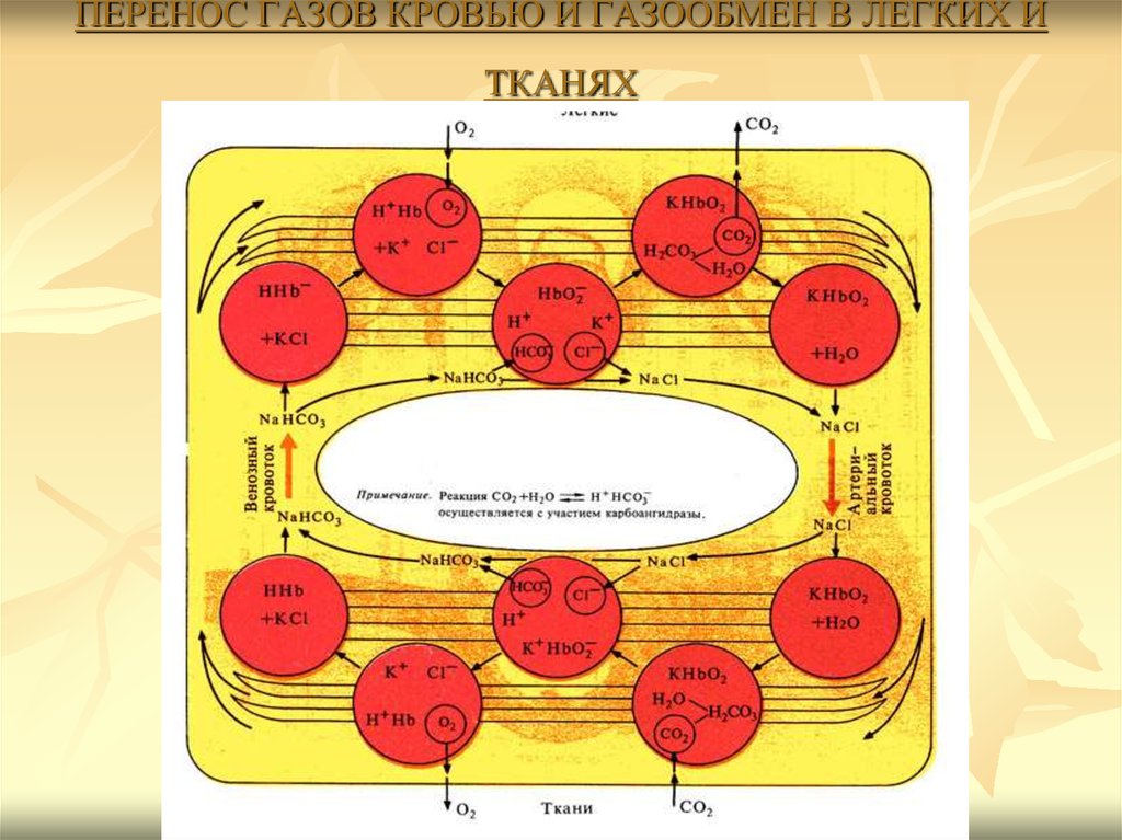 Перенос газов кровью. Перенос кислорода и углекислого газа кровью. Перенос кислорода кровью схема. Формы переноса газов кровью..