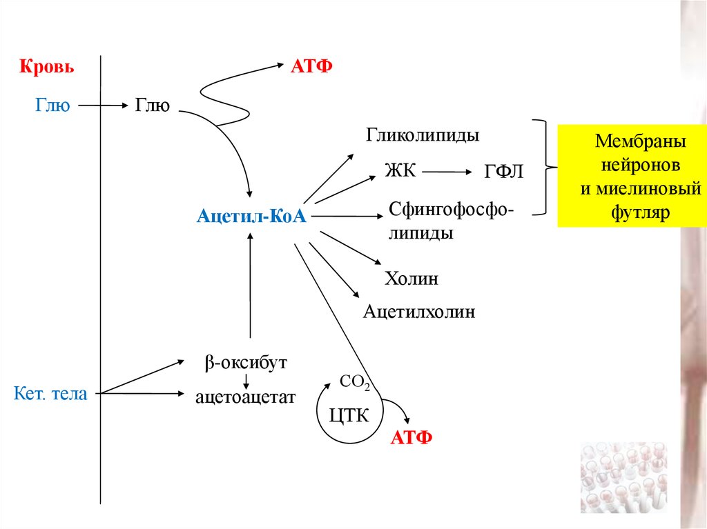 Цикл ацетил коа. Образование кетоновых тел из ацетил-КОА. Ацетил КОА со2 АТФ. Кетоновые тела источник энергии. Обмен липидов кетоновые тела.