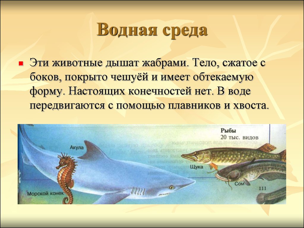 Сообщение о любой среде обитания. Водная среда обитания организмов. Организмы живущие в водной среде. Животные обитающие в водной среде. Обитате водной среды обитания.