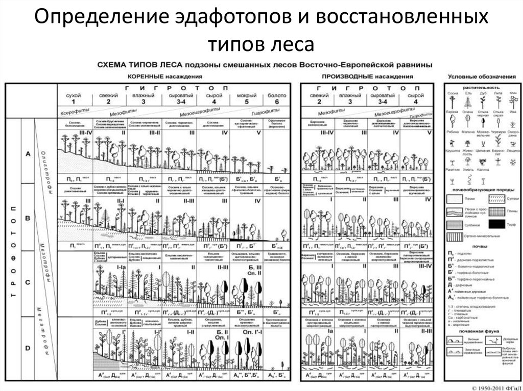 Эдафо фитоценотическая схема сукачева