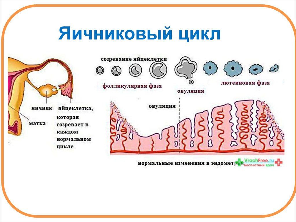 Овуляцией называется выход яйцеклетки. Яичниковый цикл и маточный цикл. Схема маточного и яичникового цикла. Яичниковая фаза менструационного цикла. Фазы яичникового цикла таблица.