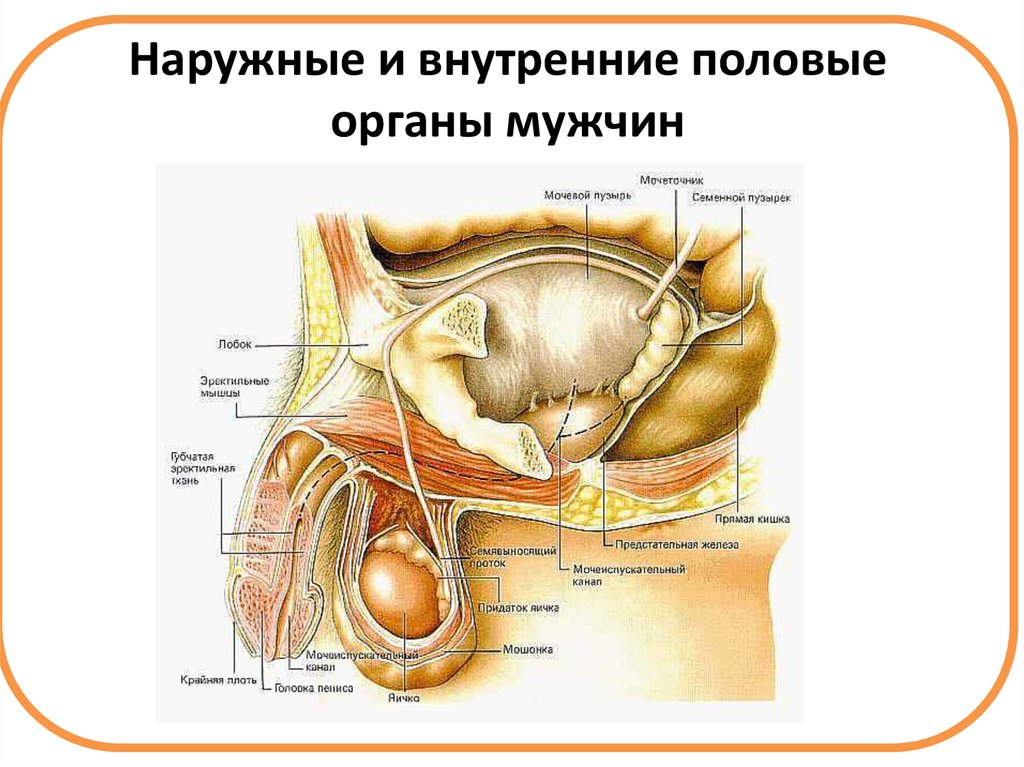 Информация половая орган. Наружные мужские половые органы анатомия. Наружные половые органы мужчины строение. Внутреннее строение мужской половой системы. Внутренние половые органы мужчины.