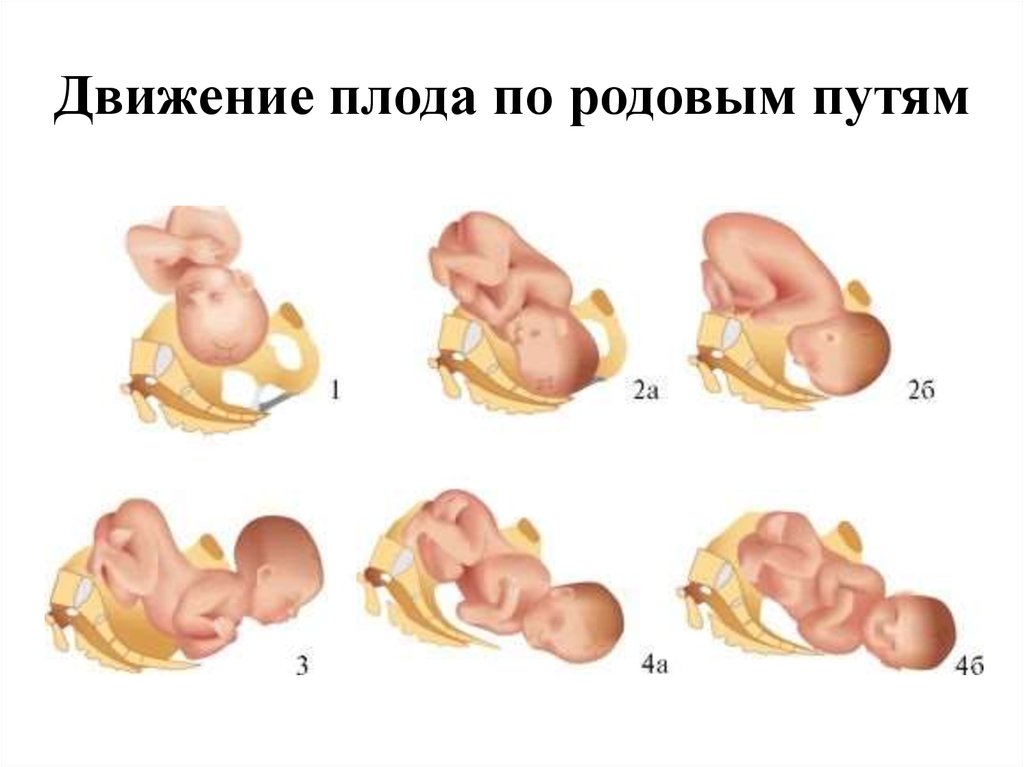 Рождение признаки. Передний вид затылочного предлежания биомеханизм родов. Биомеханизм родов головное предлежание. Биомеханизм физиологических родов. Движение плода по родовым путям.