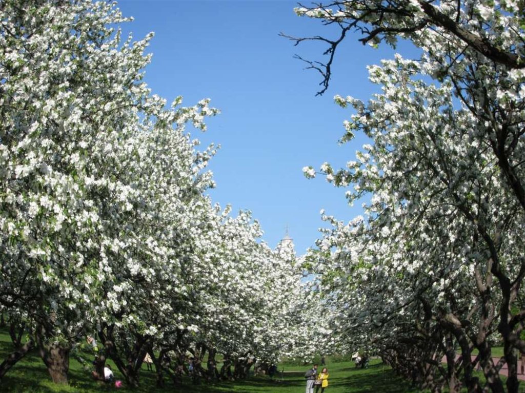 Яблоневый сад комсомольск на амуре фото