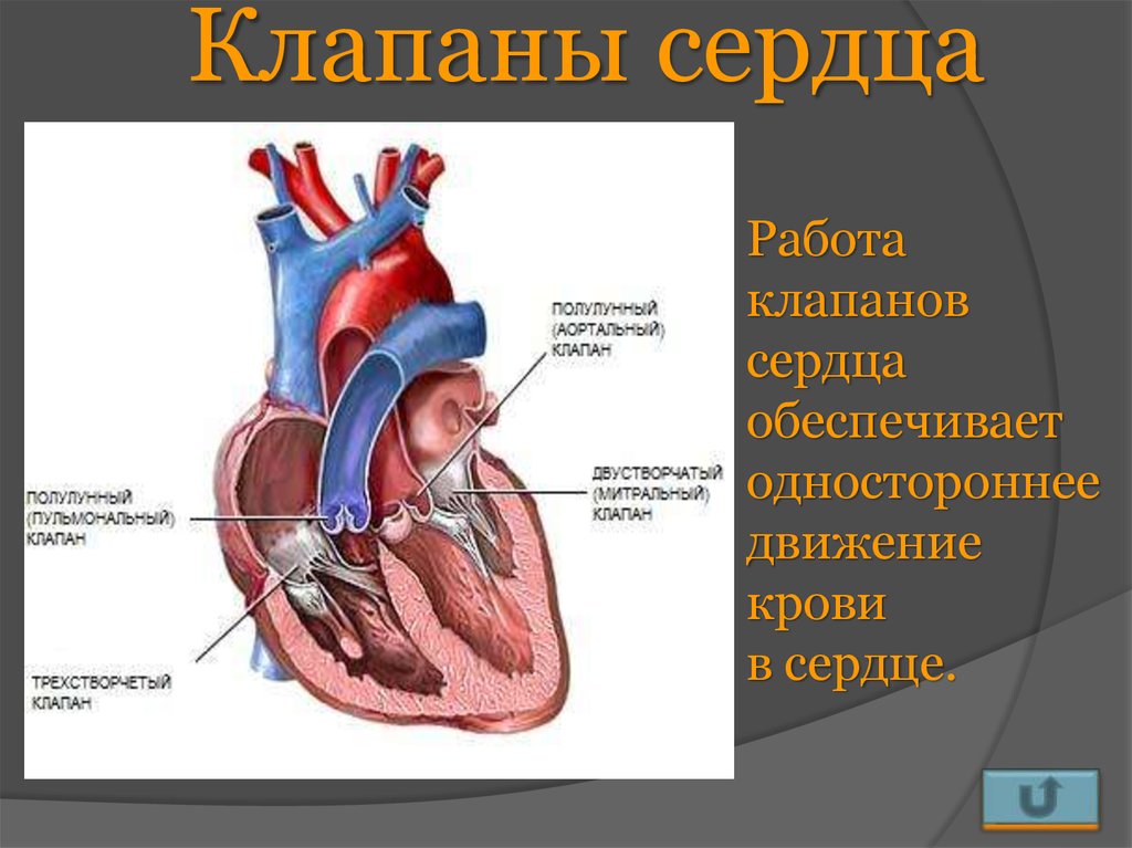 Презентация клапаны сердца