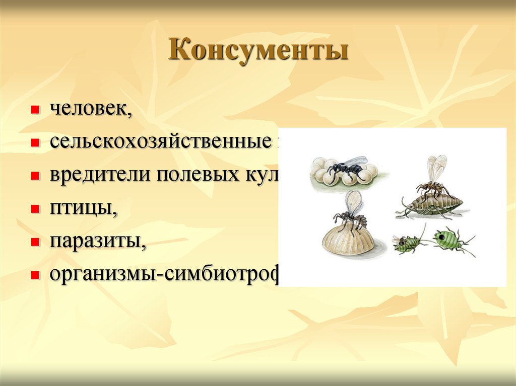 Признаки консументов. Консументы. Человек это консумент. Птицы это консументы. Паразиты это консументы.