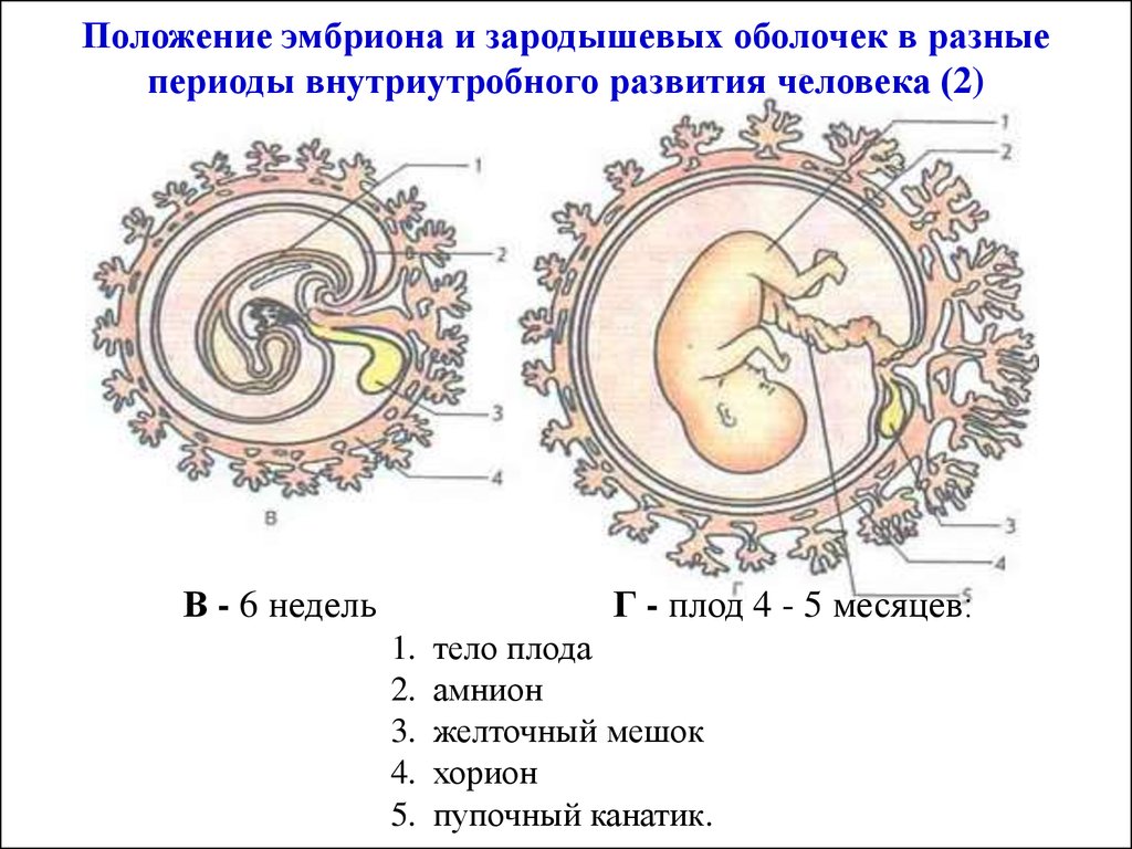 Эмбриональное развитие строение. Зародышевые оболочки амнион и хорион. Амнион хорион аллантоис. Строение зародыша хорион амнион. Эмбрион ЕГЭ амнион.
