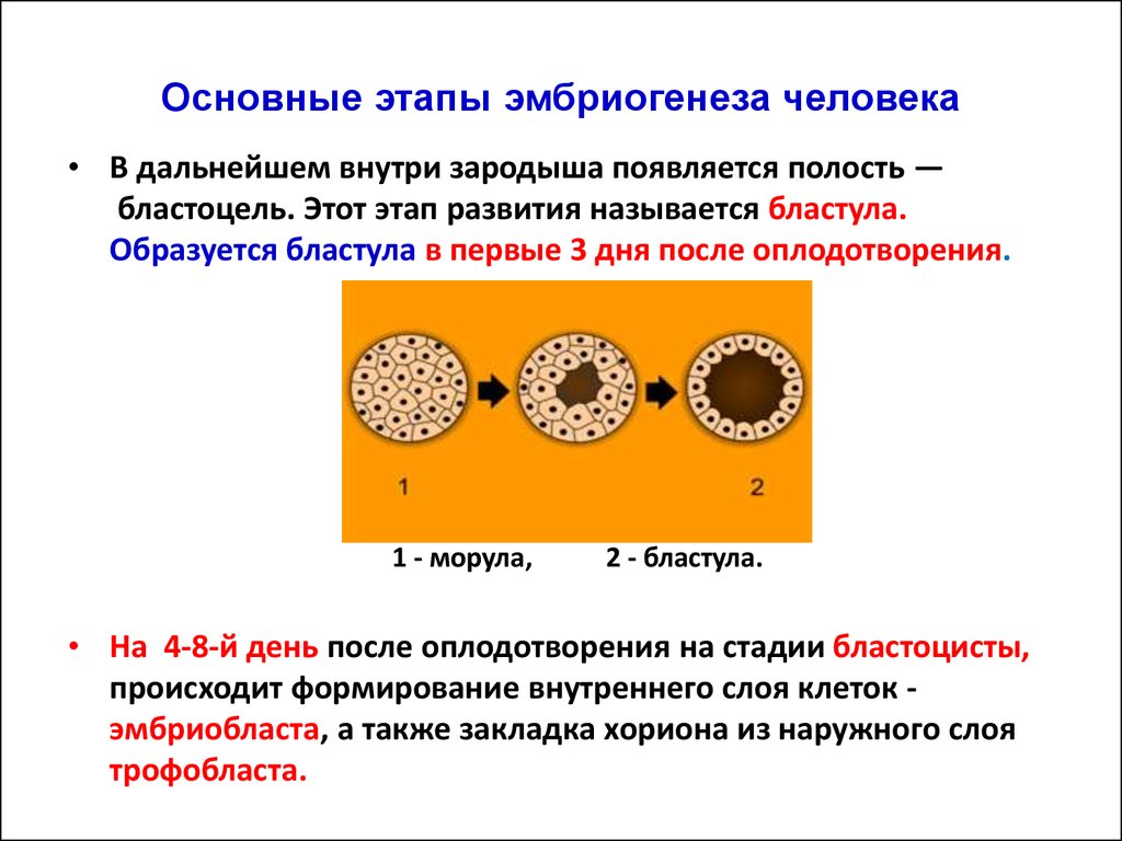 2 стадия оплодотворения. Эмбриогенез человека схема. Основные этапы эмбриогенеза таблица. Основные этапы эмбриогенеза. Основные этапы эмбриогенеза человека.