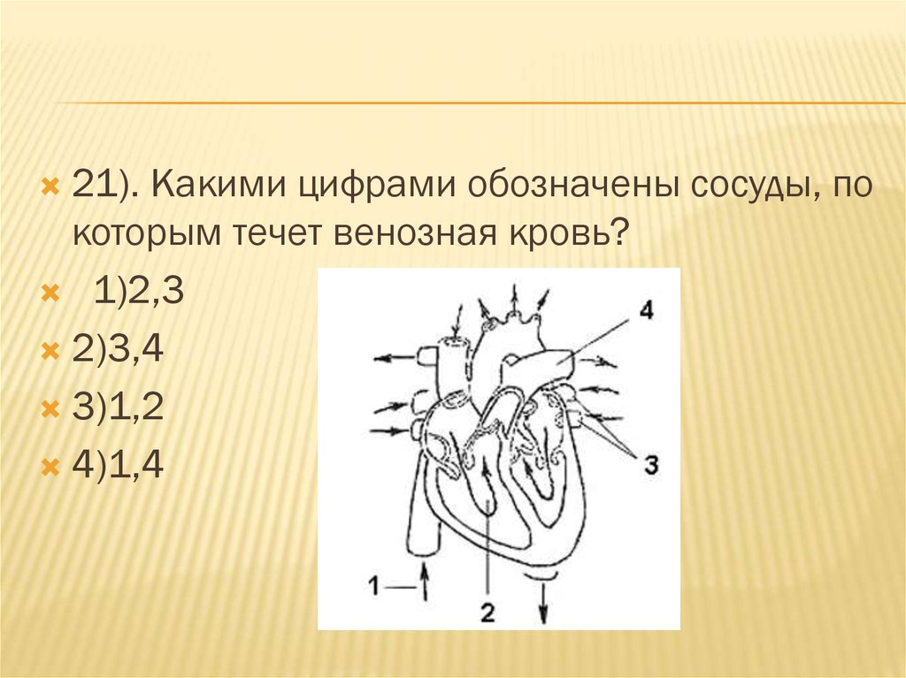 Какая структура сердца человека изображена на рисунке. Артерия по которой течет венозная кровь.