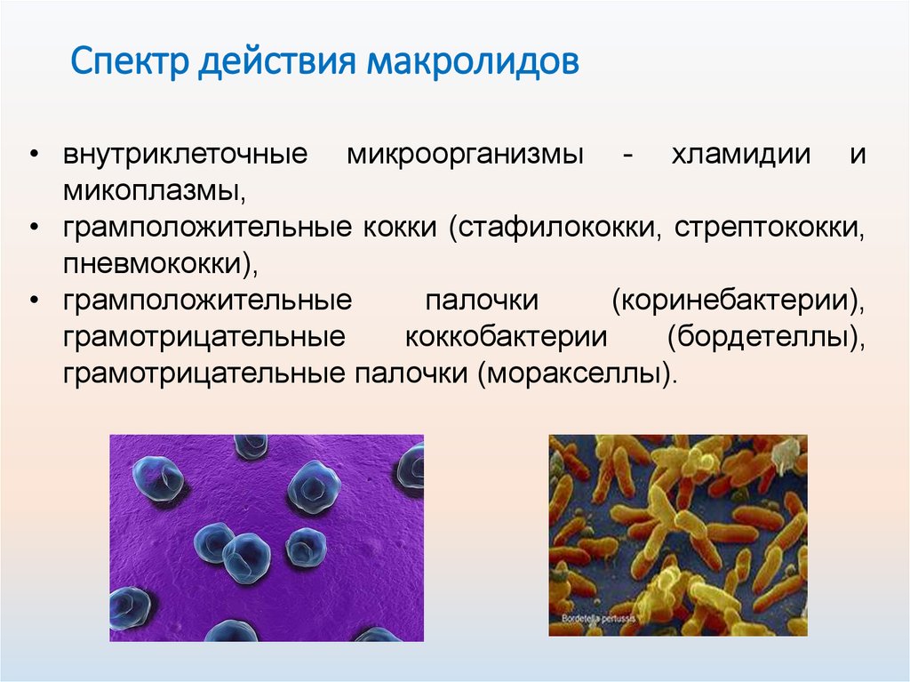 Хламидии и микоплазмы