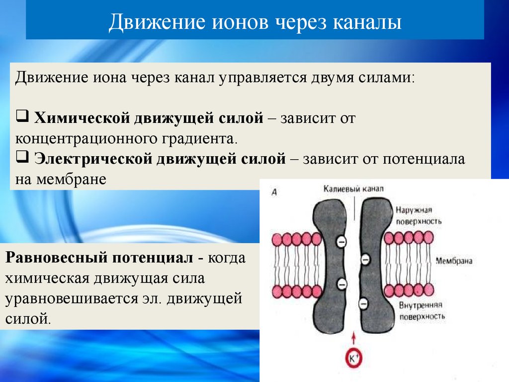 Ионы через мембрану. Мембранный потенциал градиент ионов. Движение ионов через мембрану. Транспорт ионов через ионный канал. Механизмы движения ионов через ионный канал.