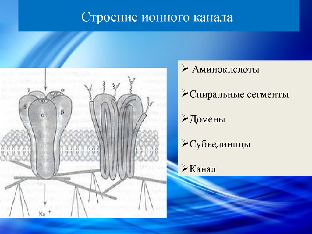 21 строение. Строение ионного канала. Структура ионного канала. Схема строения ионного канала. Элементы строения ионного канала.