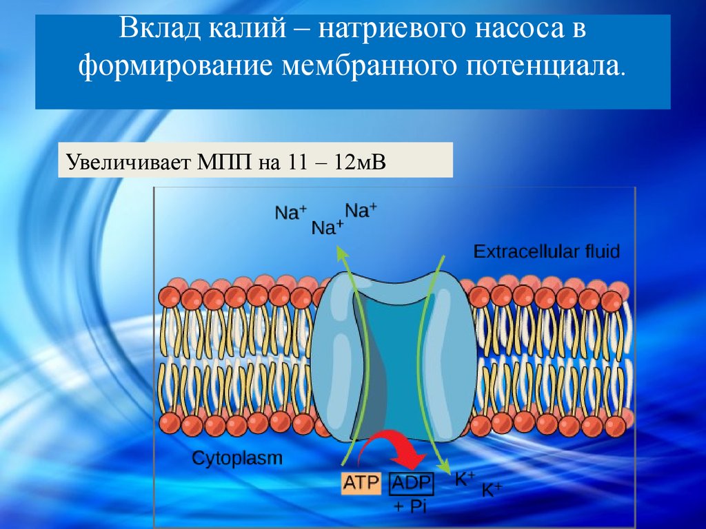 Калий натриевый насос схема