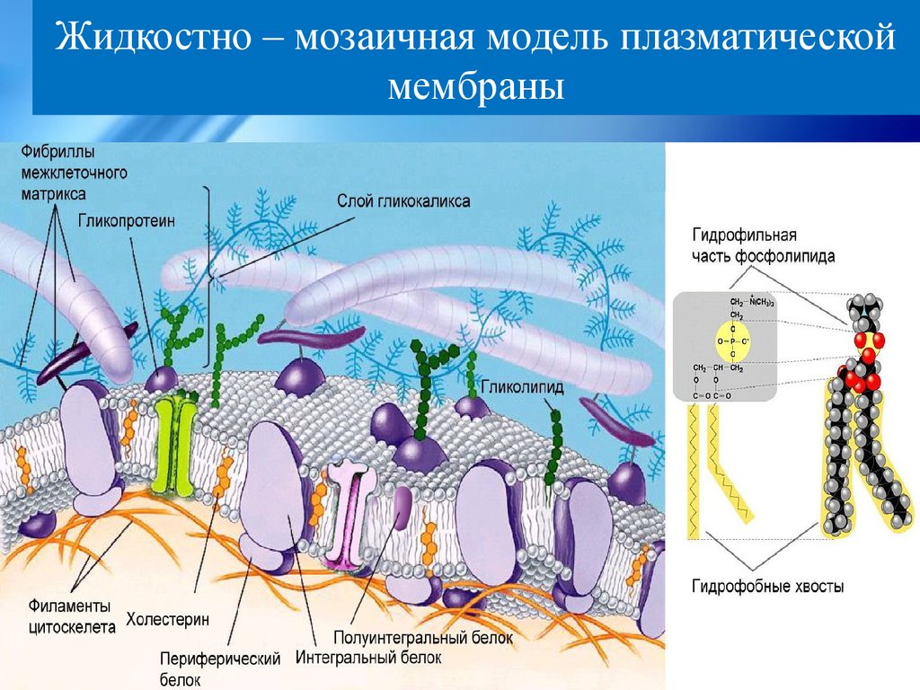 Жидкостно мозаичной модели строения мембраны